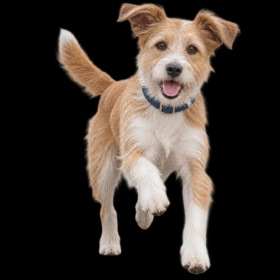 A scruffy terrier bounding towards the viewer