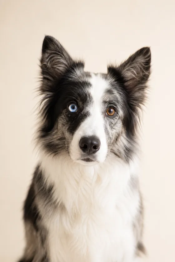 A border collie with one blue and one brown eye