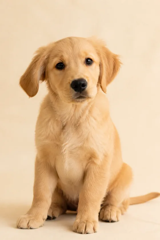A golden retriever puppy with one ear flopped