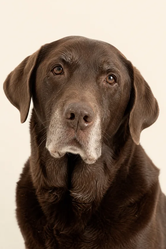 A senior chocolate Labrador with a grey muzzle
