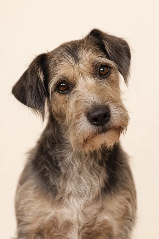 A scruffy terrier mix tilting his head