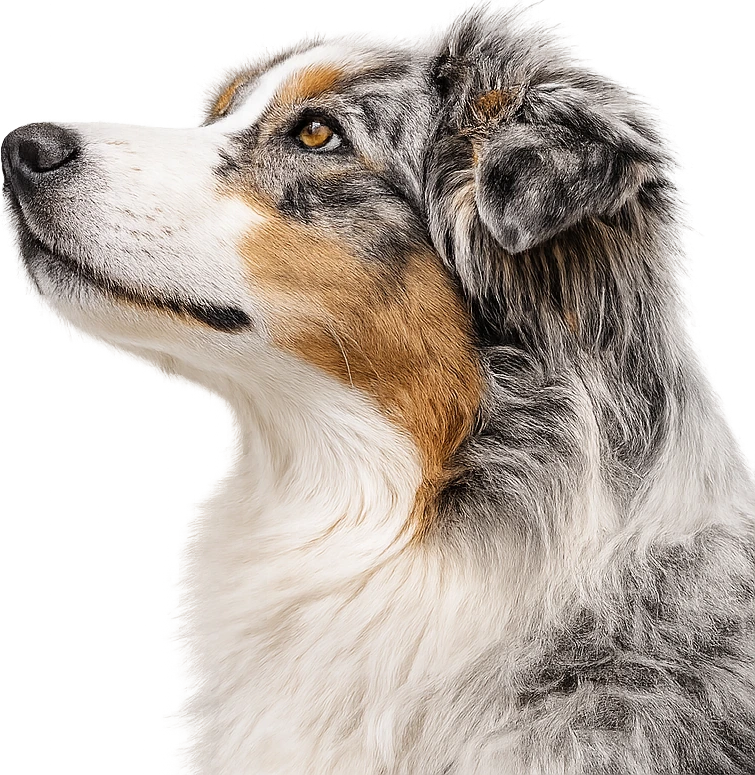 An Australian Shepherd looking up